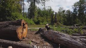 Reliable Meade, KS Tree Removal Solutions
