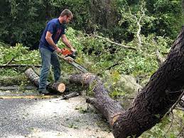 Best Tree Disease Treatment  in Meade, KS
