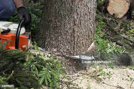 Best Storm Damage Tree Cleanup  in Meade, KS