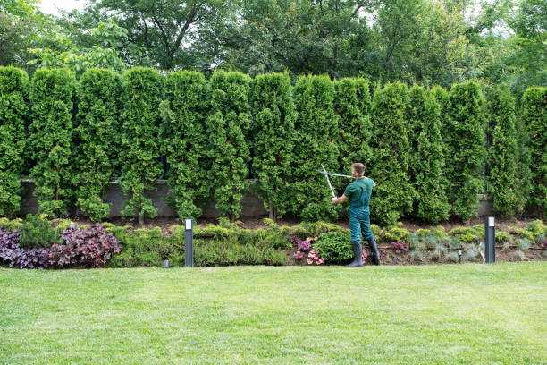 Best Lawn Maintenance Plans  in Meade, KS