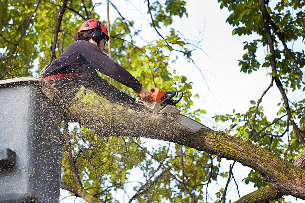 Best Hazardous Tree Removal  in Meade, KS